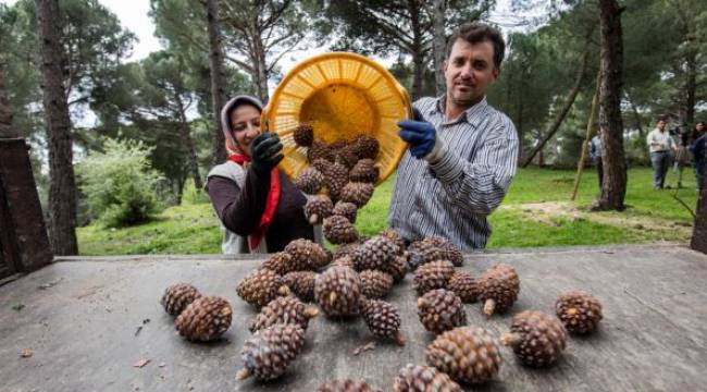 Büyükşehir fıstık çamı için yeniden kolları sıvadı