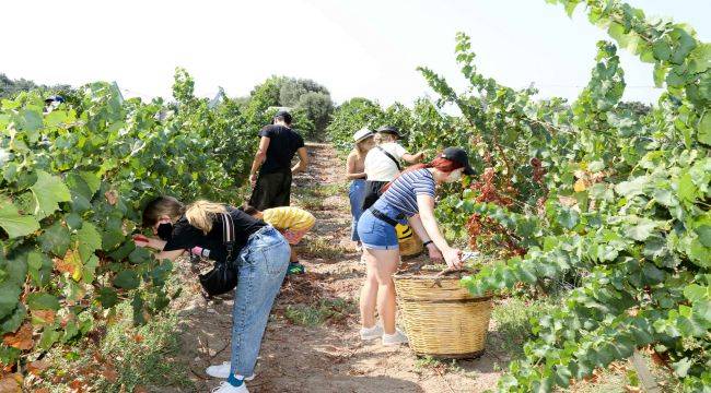 5 ülkeden 21 genç Buca’da üzüm hasat etti
