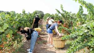 5 ülkeden 21 genç Buca’da üzüm hasat etti
