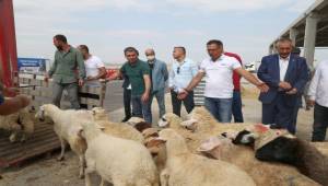 Hayvanları Yanan Vatandaşlara Hayvan Desteği...