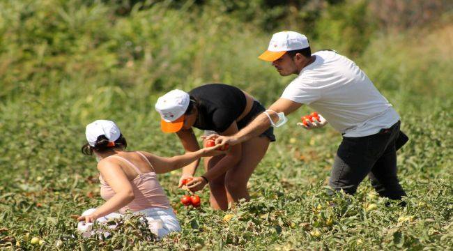  İhtiyaç Sahipleri İçin Gönüllü Son Hasat