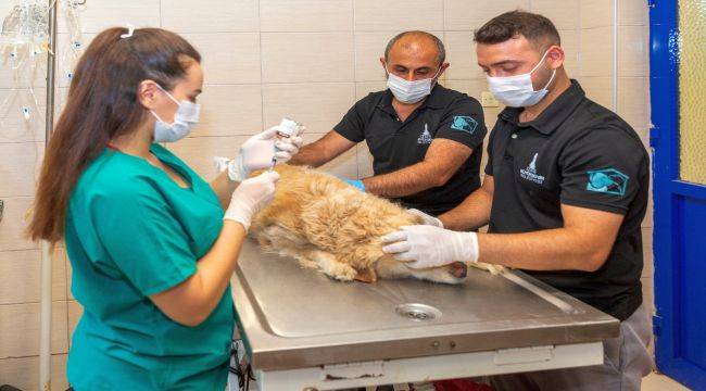 İzmir'de Sokak Hayvanı Popülasyonu Azalacak