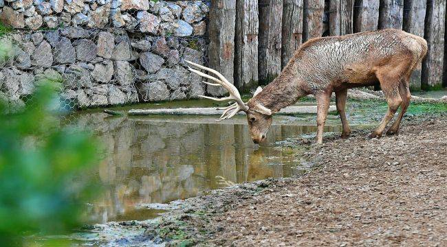 Doğal Yaşam Parkı'nda Doğan 54 Yaban Hayvanı Artık Uşaklı