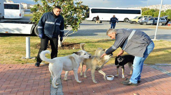 İzmir Büyükşehir'den Mama Desteği Devam Ediyor