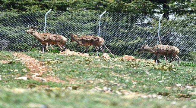 Parkta 23 kızıl geyik kaldı