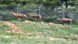 Parkta 23 kızıl geyik kaldı