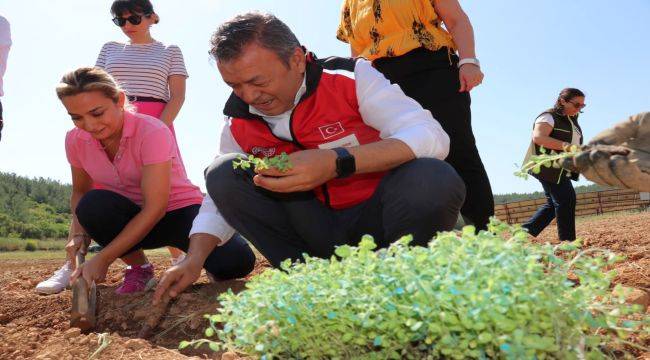 Dağlardan tarlaya kekik mucizesi