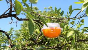 Gümüldür mandalinası meyve sineğinden kurtuluyor