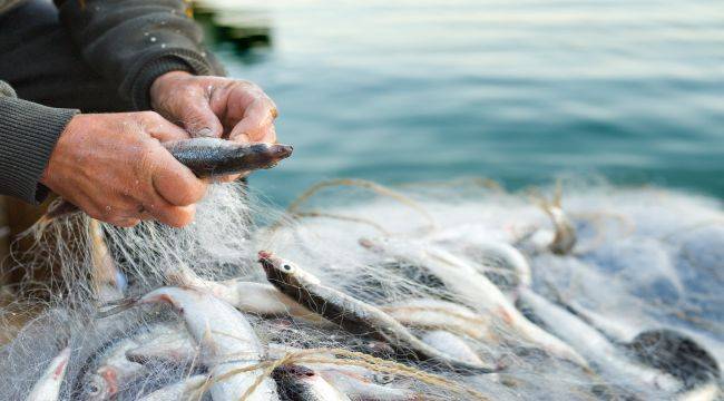 Muğla’dan su ürünler ihracatında Türkiye liderliği