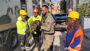 İzmir Büyükşehir'den depremzede hayvanlara destek