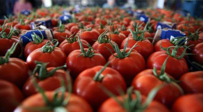 Taze domates ihracatına yasak kalktı