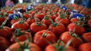 Taze domates ihracatına yasak kalktı