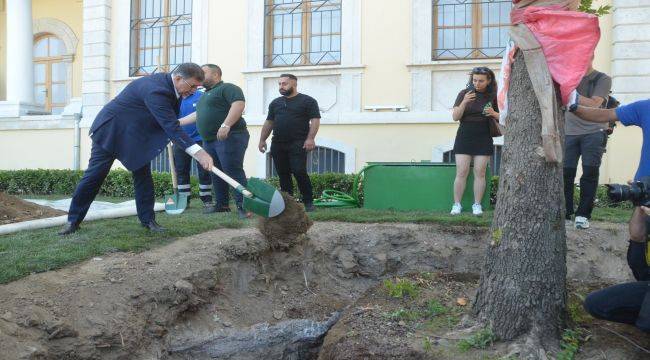 Kırılan Asırlık Çınar Ağacının Yerine Yenisini Dikti 