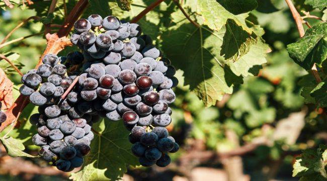 İzmir bağcılık mirasını koruyan Iter Vitis Rotası’na katıldı
