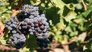 İzmir bağcılık mirasını koruyan Iter Vitis Rotası’na katıldı