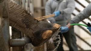 İzmir Doğal Yaşam Parkı’nın fillerine hayat kurtaran ayak bakımı