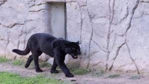 Doğal Yaşam Parkı’nın jaguarı Juliet yaşama veda etti