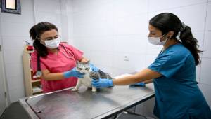Eros Kedi Kliniği Bornova’da umut merkezi oldu