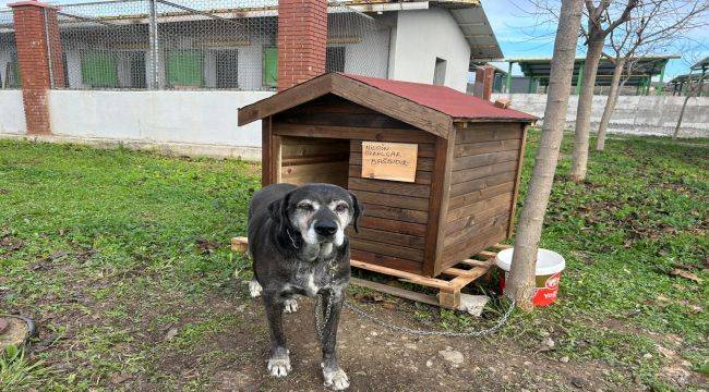 Seferihisar’da Sokak Hayvanları İçin Kulübe Destek Kampanyası