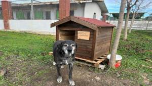 Seferihisar’da Sokak Hayvanları İçin Kulübe Destek Kampanyası