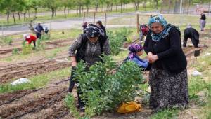 Mahalle Bostanları büyüyor